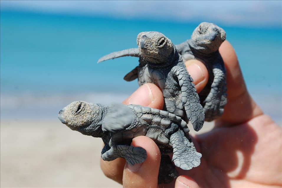 ILK YAVRU CARETTALAR DENIZLE BULUSTU