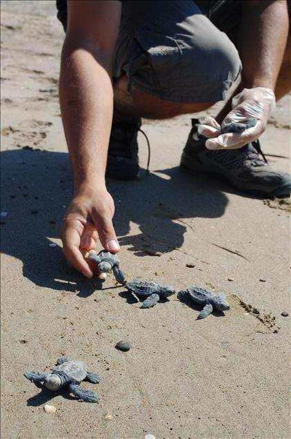 ILK YAVRU CARETTALAR DENIZLE BULUSTU