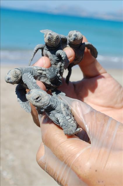 ILK YAVRU CARETTALAR DENIZLE BULUSTU