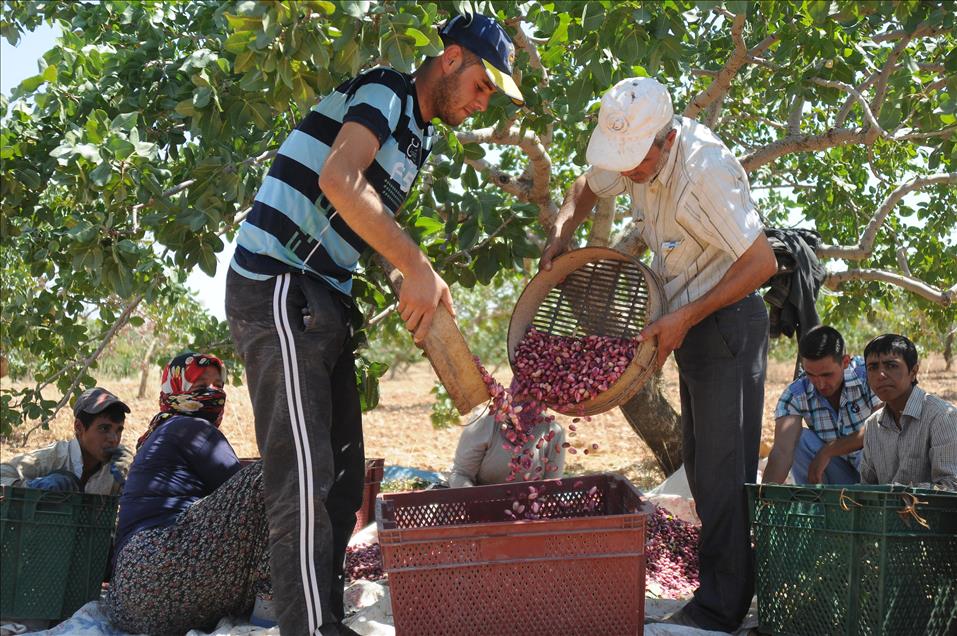 "Yeşil altın"da hasat dönemi başladı
