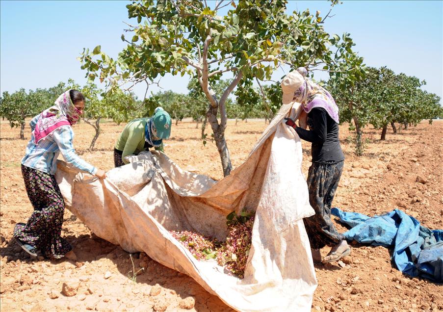 "Yeşil altın"da hasat dönemi başladı