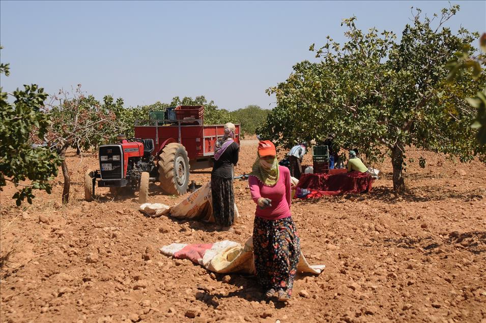 "Yeşil altın"da hasat dönemi başladı