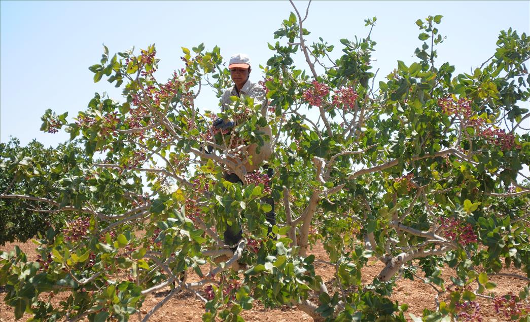 "Yeşil altın"da hasat dönemi başladı