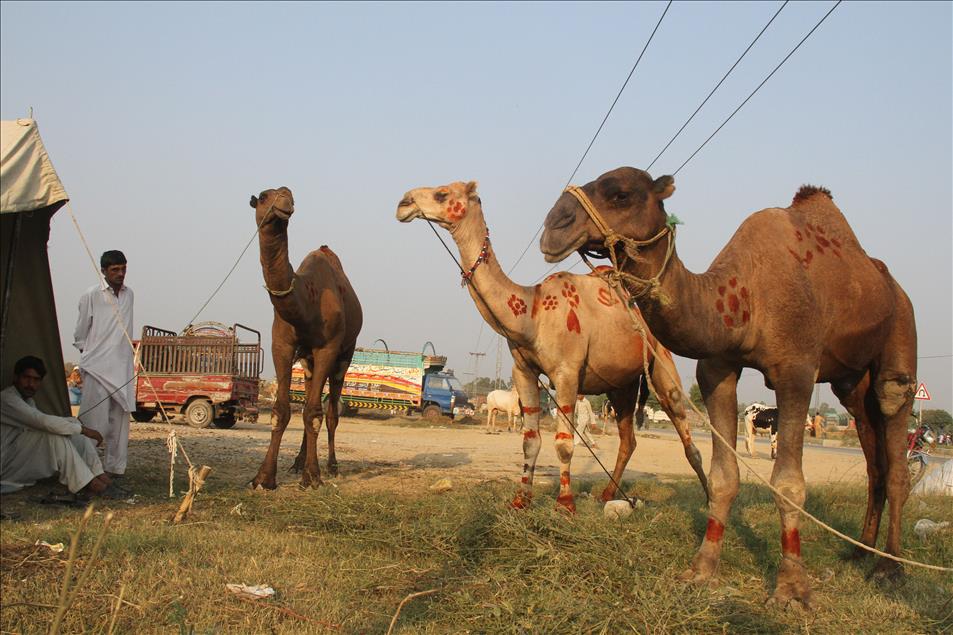 Pakistan'da kurban bayramı hazırlıkları