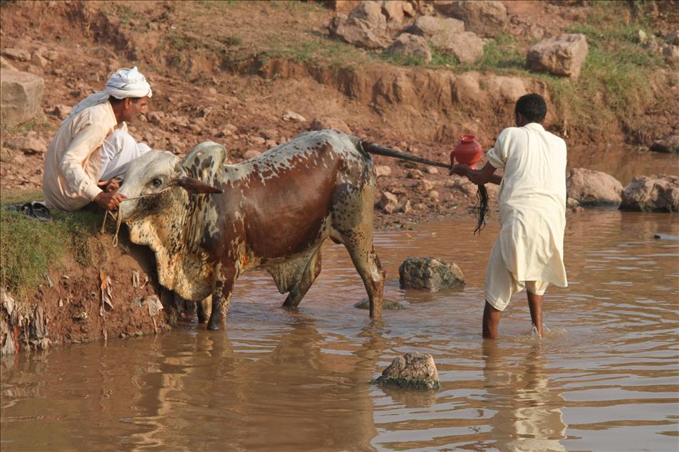 Pakistan'da kurban bayramı hazırlıkları