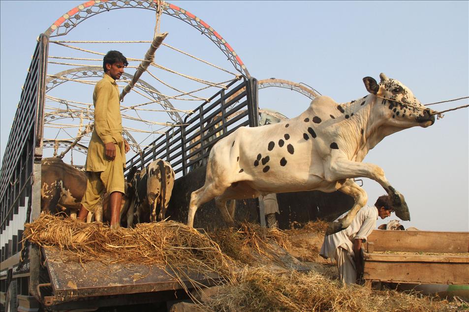Pakistan'da kurban bayramı hazırlıkları