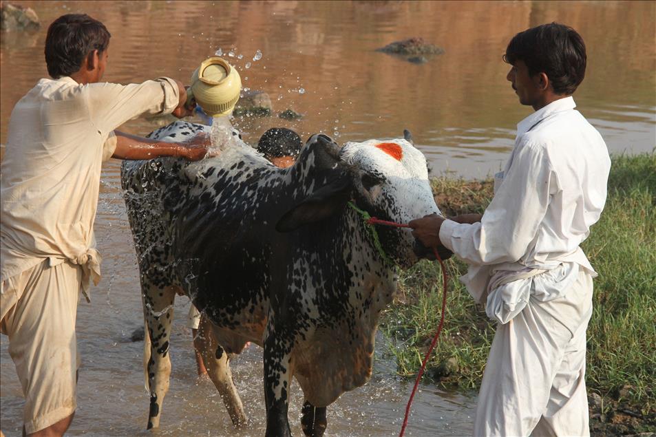 Pakistan'da kurban bayramı hazırlıkları