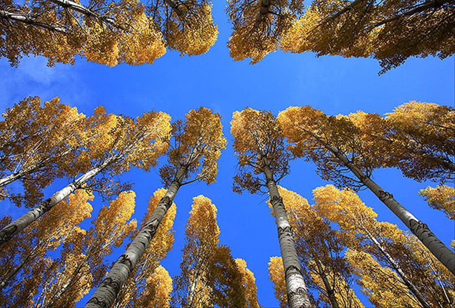 سروشت لە باوەشی پایزدا