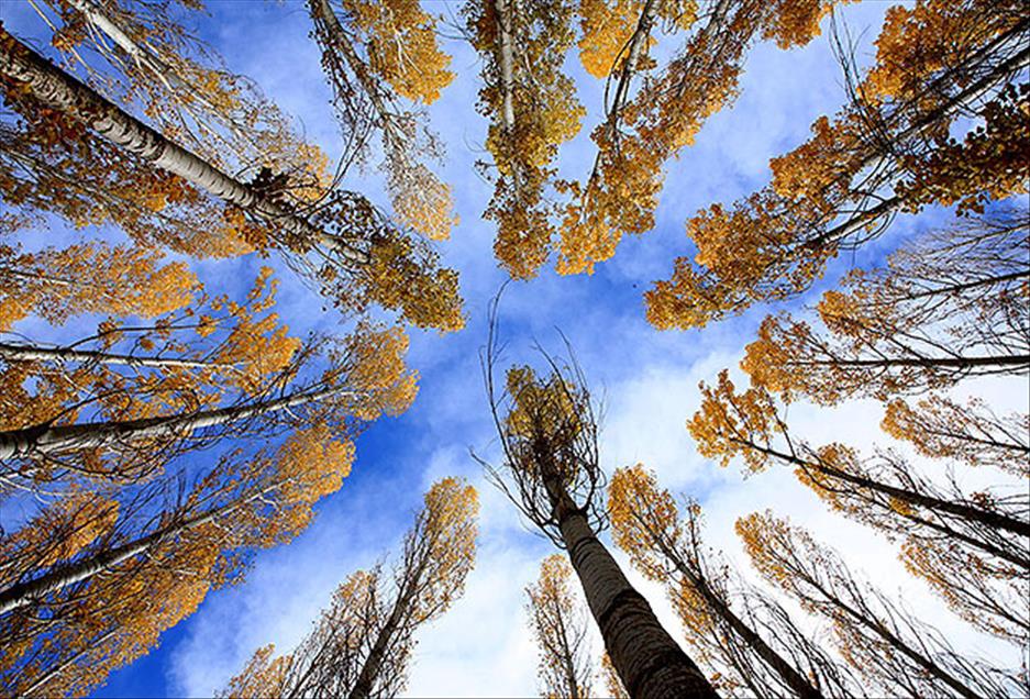 سروشت لە باوەشی پایزدا