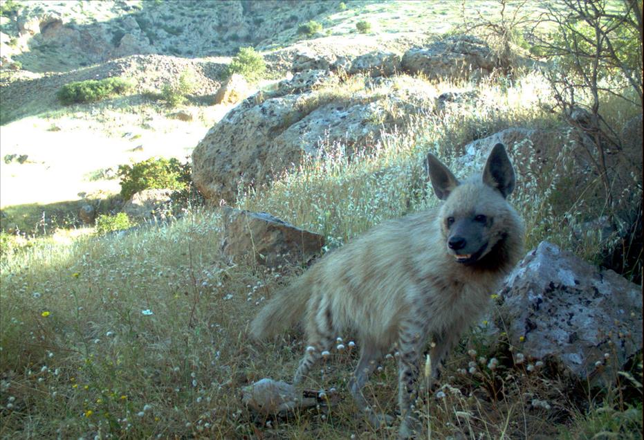 Şırnak'ta çizgili sırtlan doğal ortamında görüntülendi