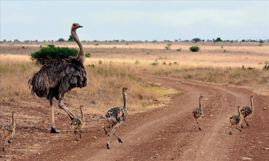 Kenya'da yabani hayat