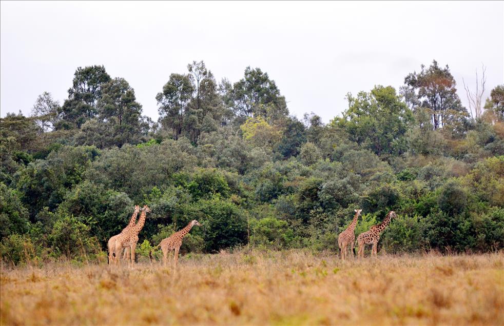 Kenya'da yabani hayat
