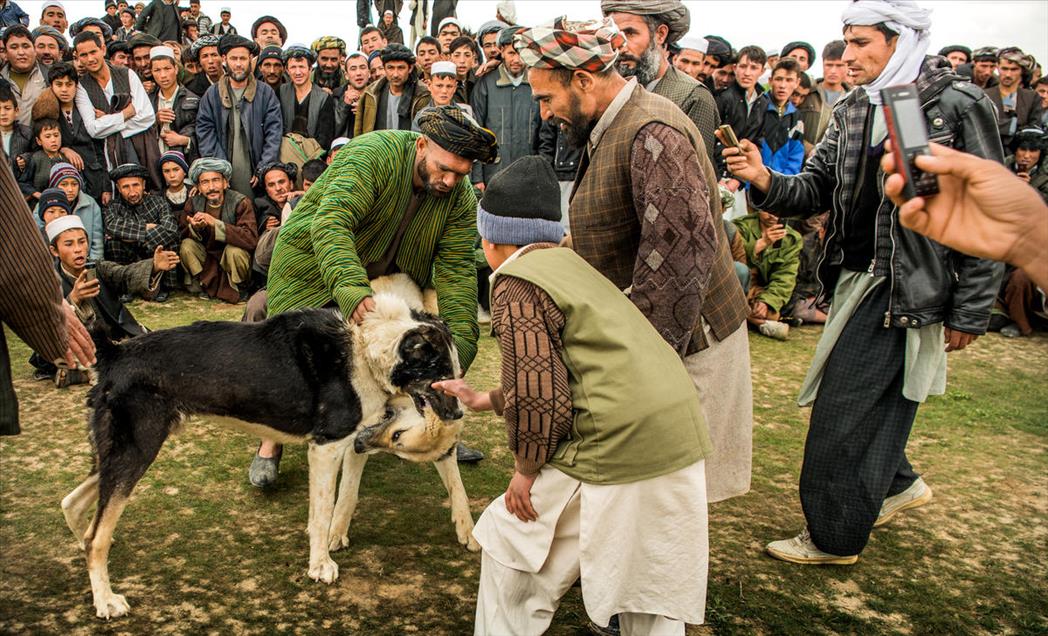 شەڕەسەگ لە ئەفغانستان