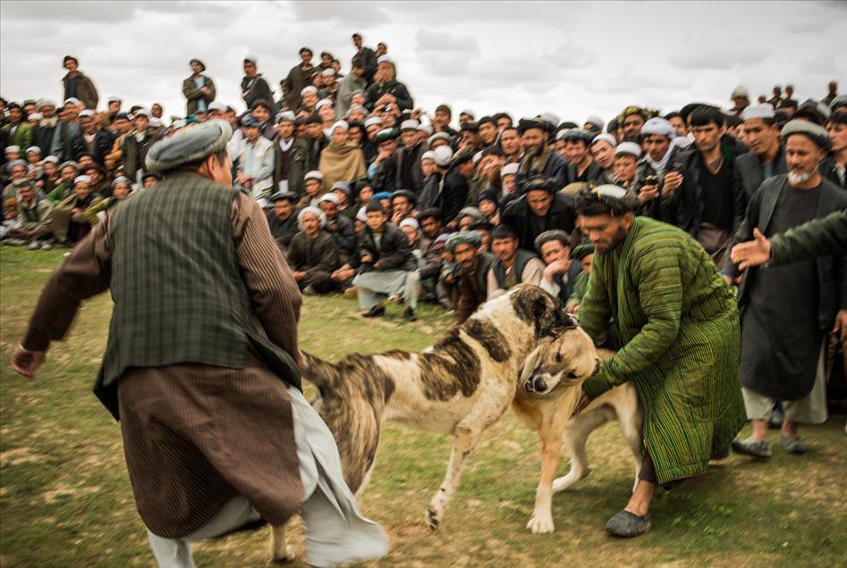 شەڕەسەگ لە ئەفغانستان