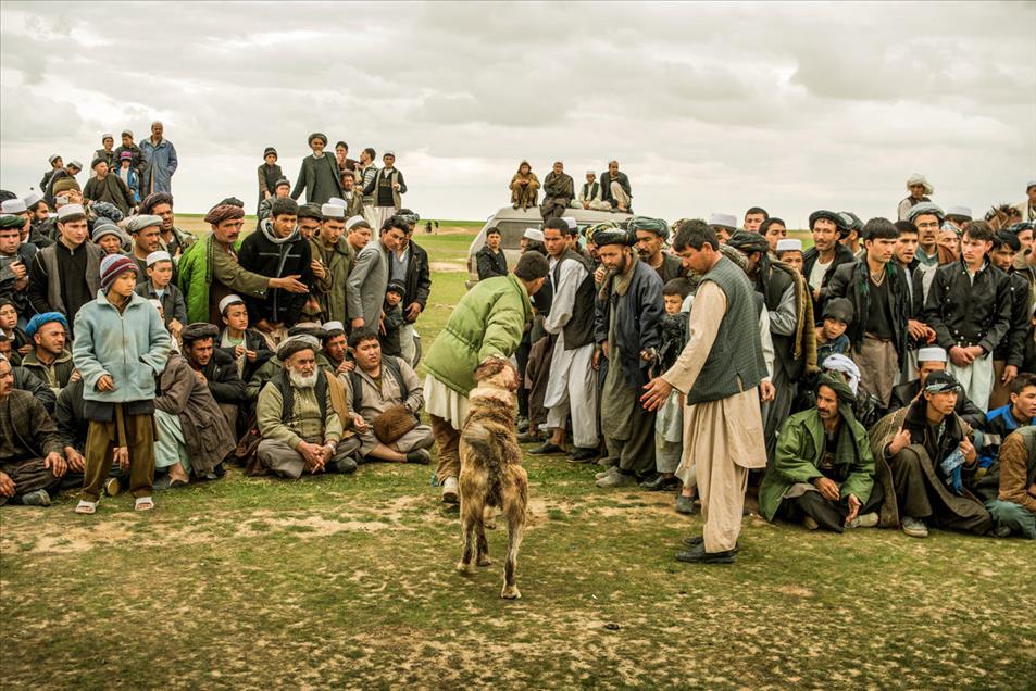شەڕەسەگ لە ئەفغانستان