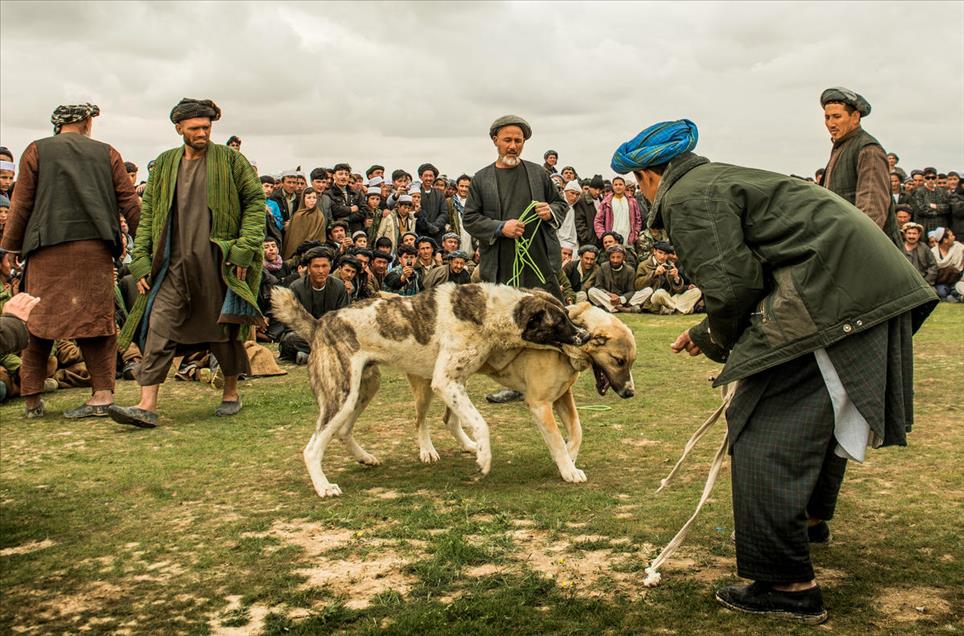 شەڕەسەگ لە ئەفغانستان