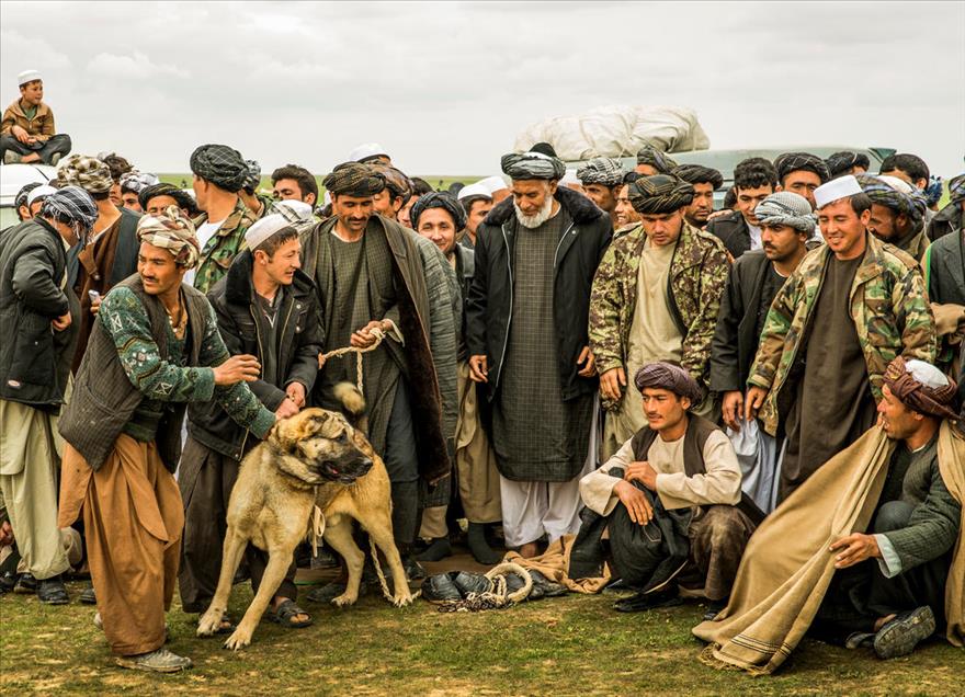 شەڕەسەگ لە ئەفغانستان