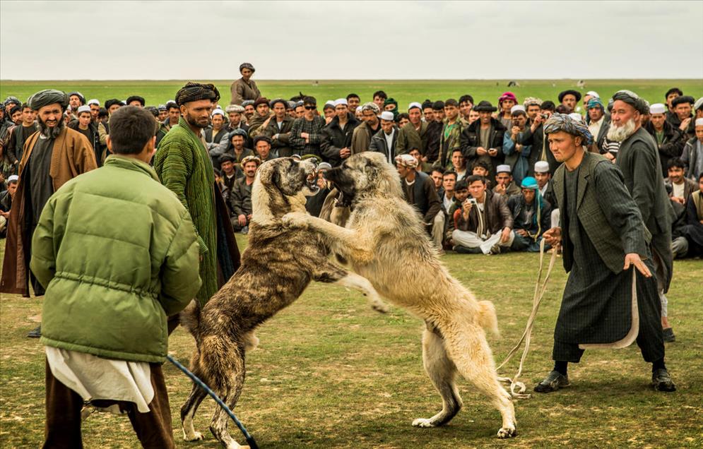 شەڕەسەگ لە ئەفغانستان