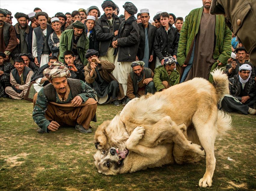 شەڕەسەگ لە ئەفغانستان