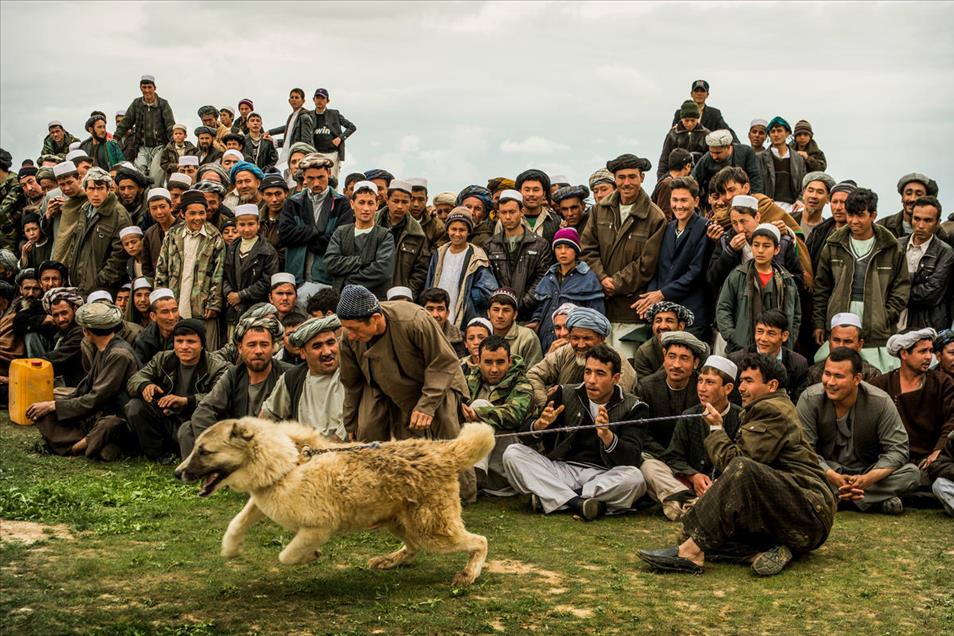 شەڕەسەگ لە ئەفغانستان