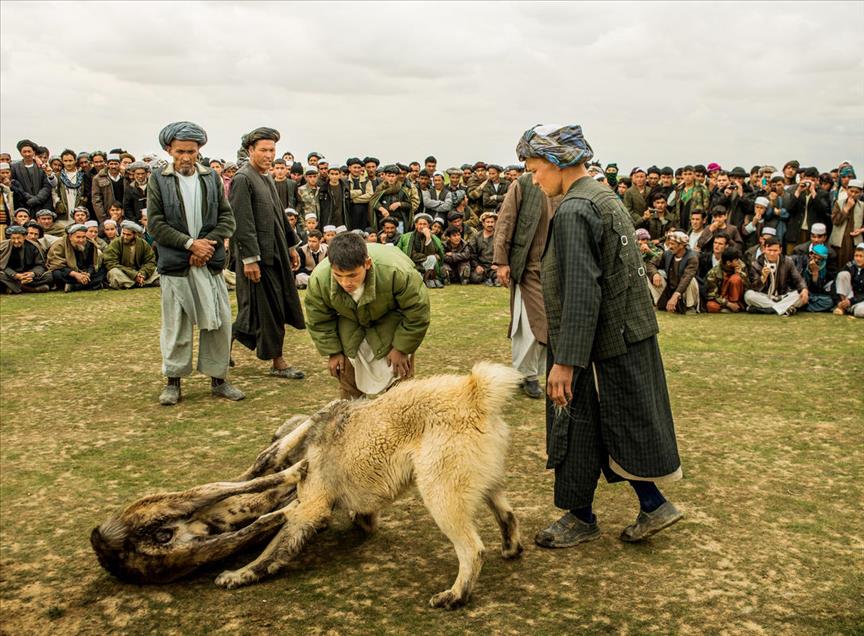 شەڕەسەگ لە ئەفغانستان