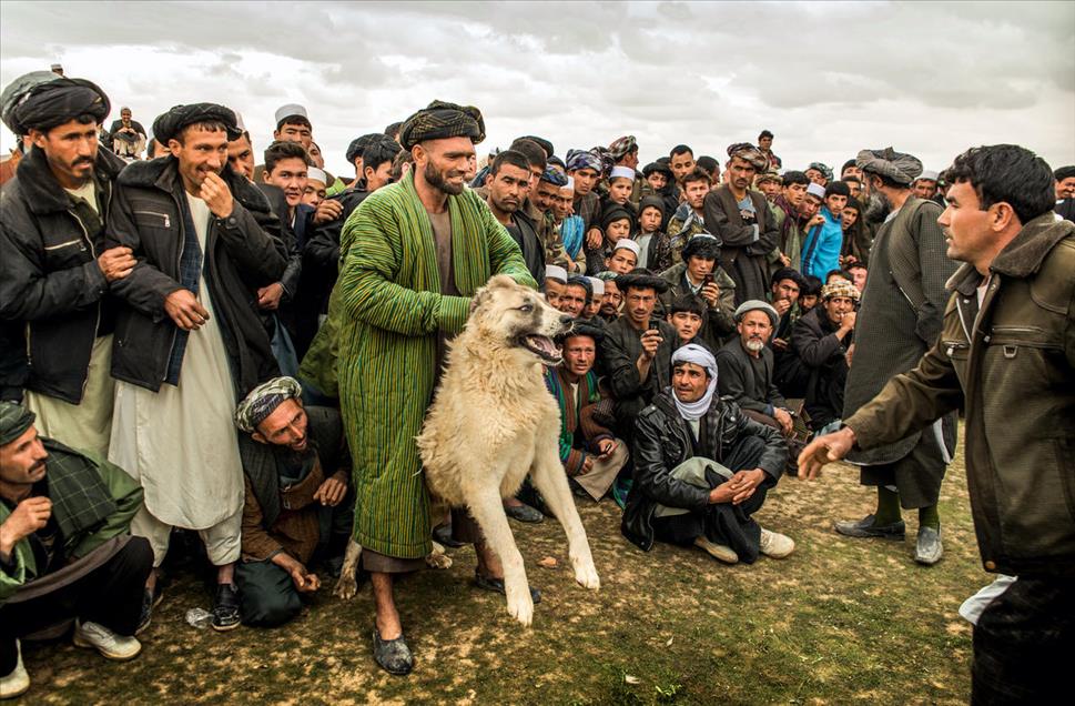 شەڕەسەگ لە ئەفغانستان