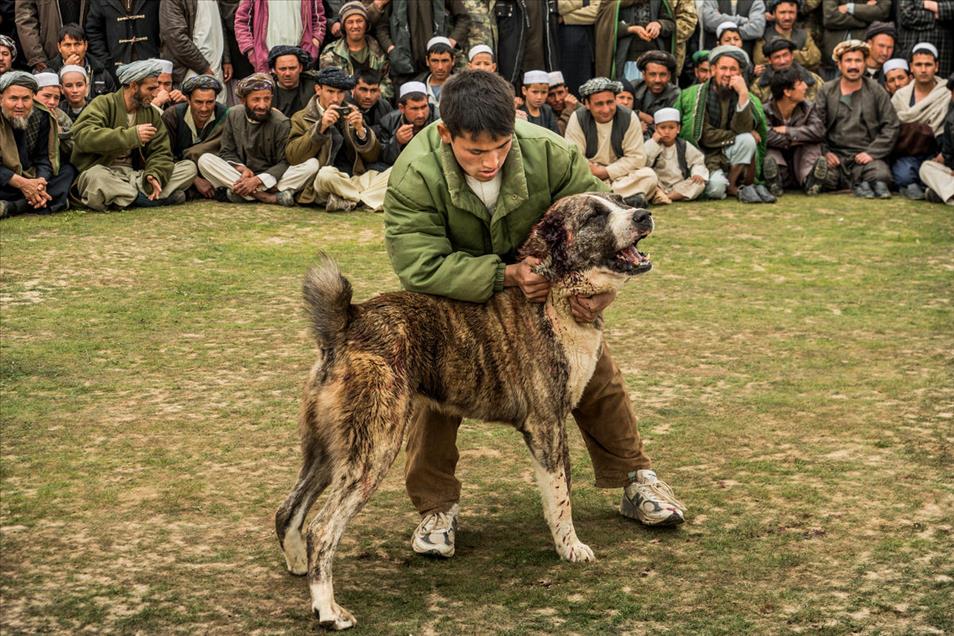 شەڕەسەگ لە ئەفغانستان