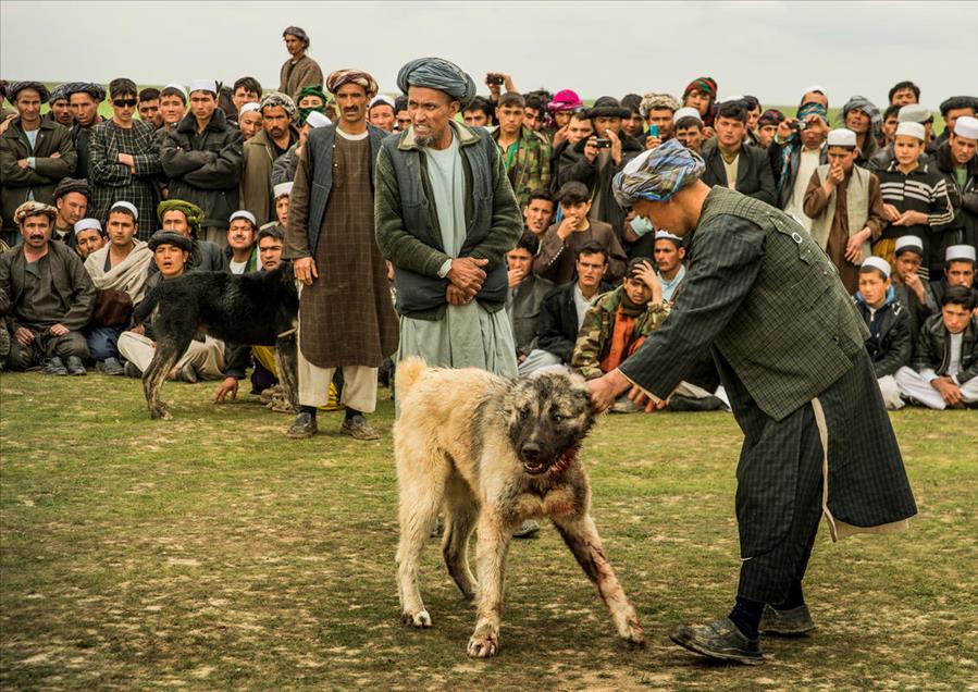 شەڕەسەگ لە ئەفغانستان