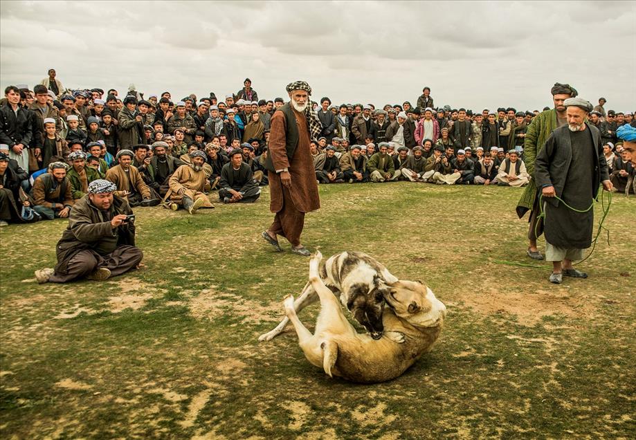 Afganistan'da köpek dövüşü yasak dinlemiyor