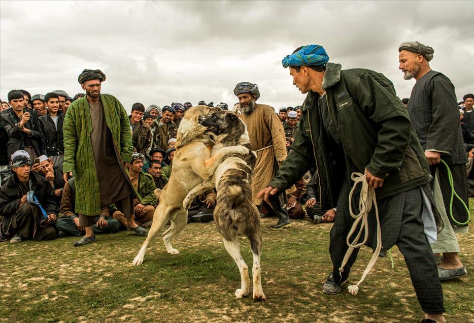 شەڕەسەگ لە ئەفغانستان