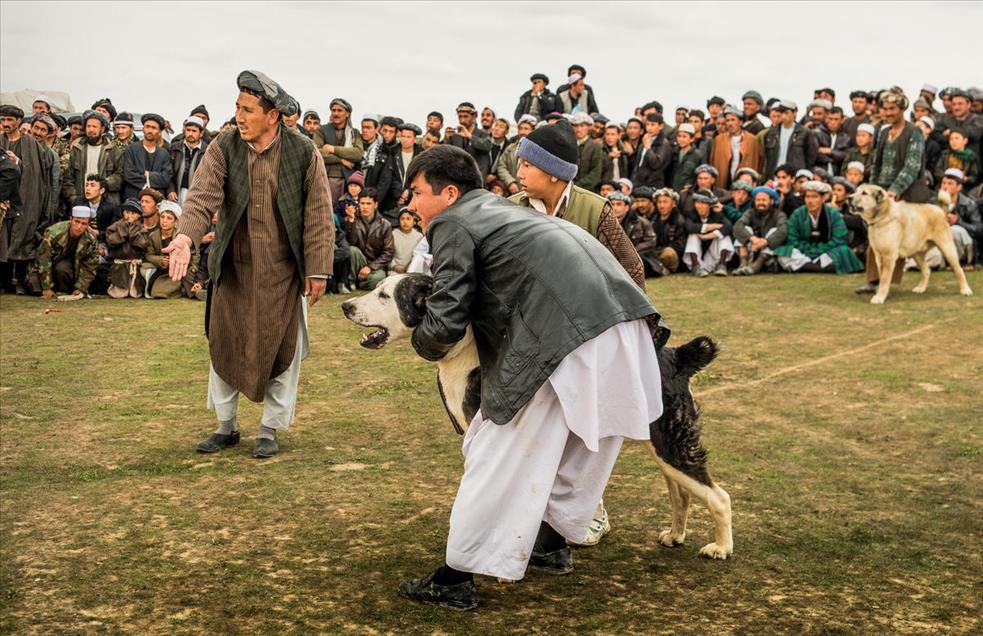 شەڕەسەگ لە ئەفغانستان