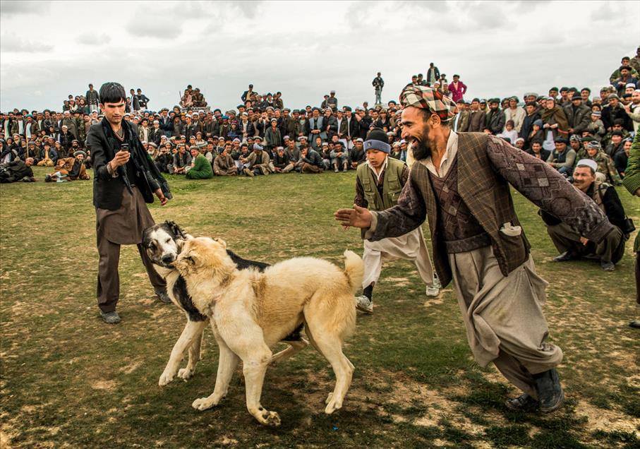 شەڕەسەگ لە ئەفغانستان