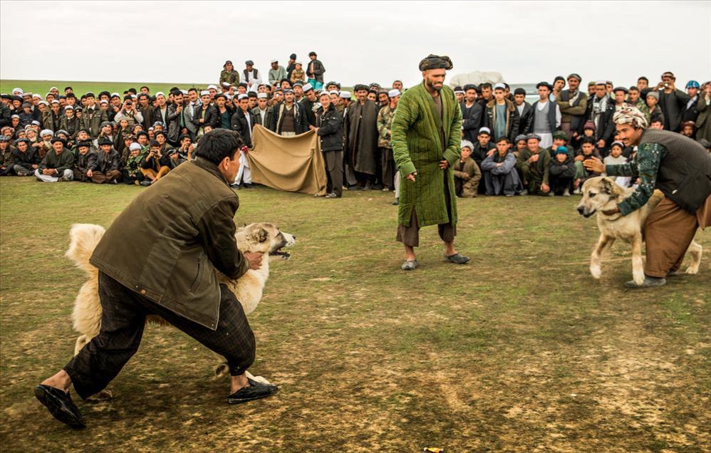 شەڕەسەگ لە ئەفغانستان