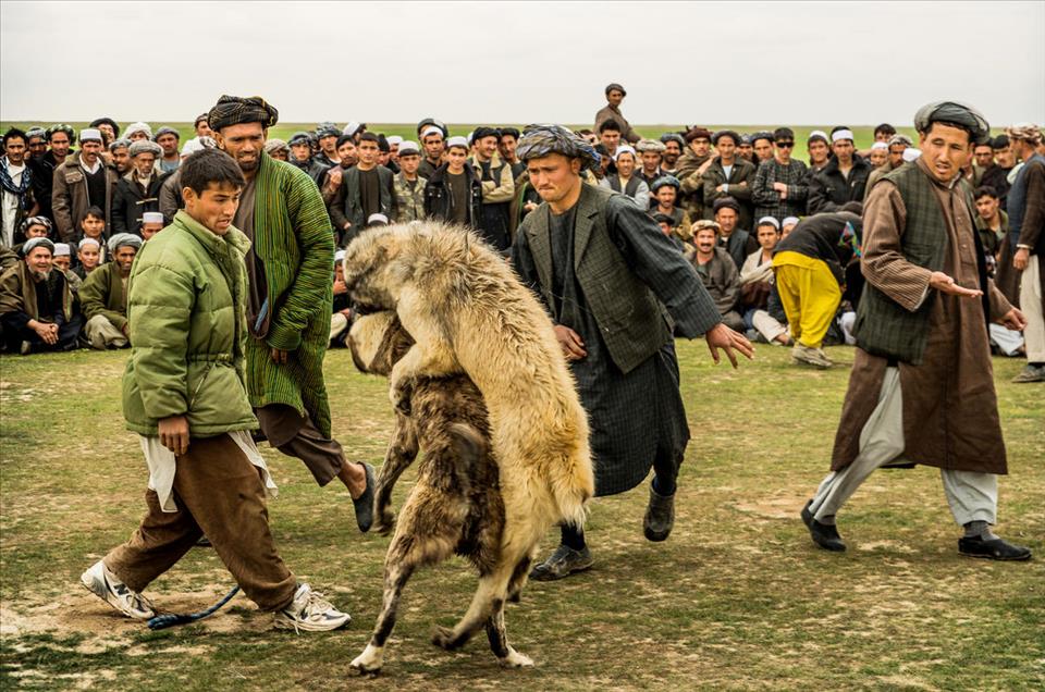 شەڕەسەگ لە ئەفغانستان