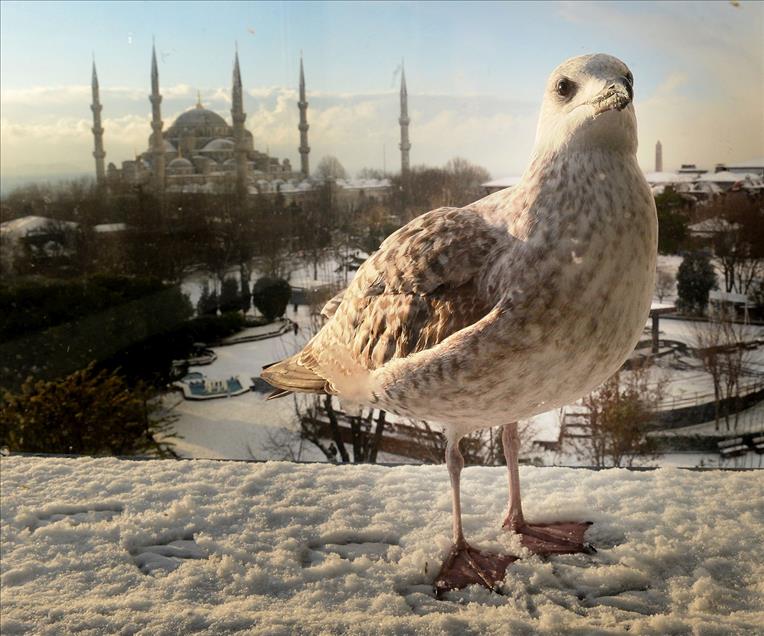 2013 Yılına İmza Atan AA Yaşam Fotoğrafları