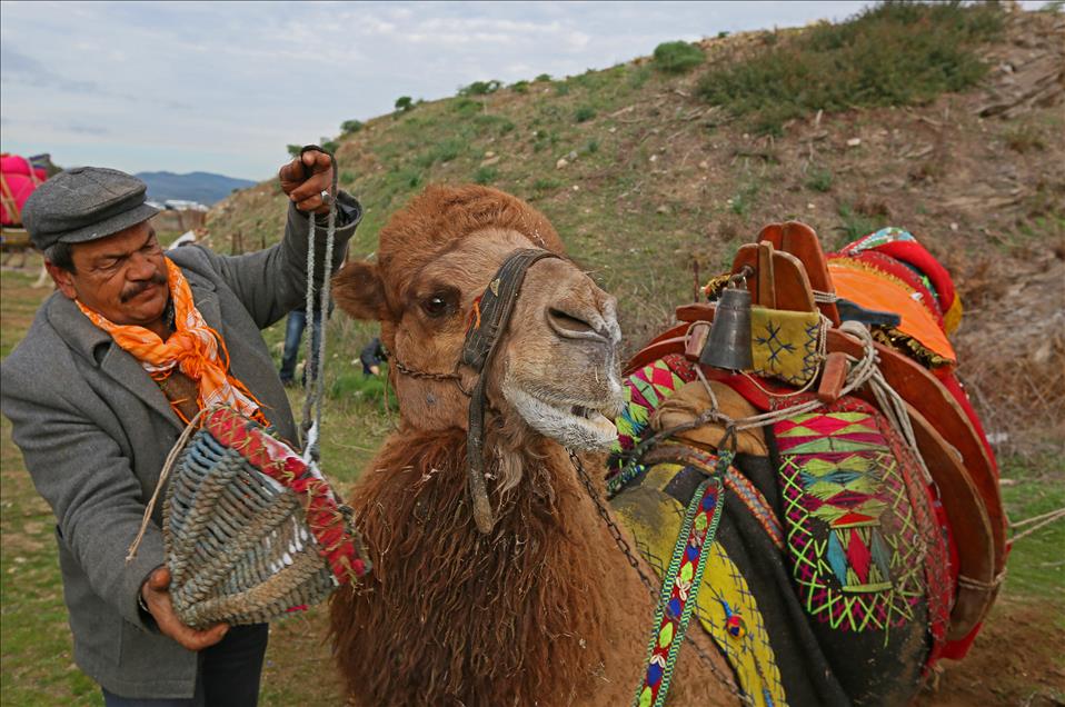 32. Selçuk-Efes Deve Güreşi Festivali
