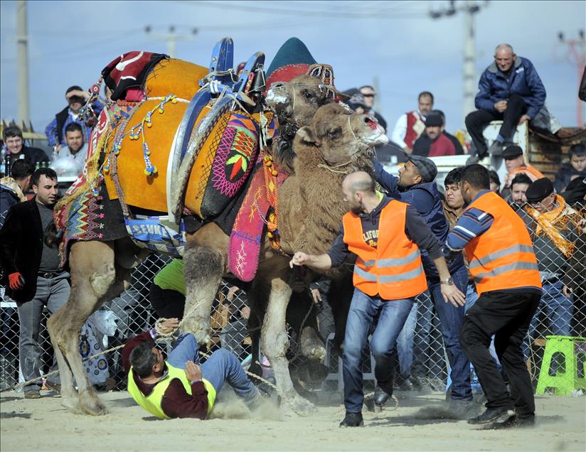 Develerin güreşinde ezilmekten son anda kurtuldu