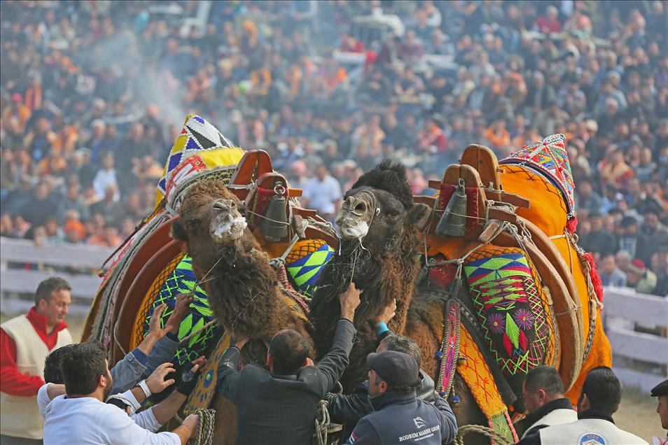 32. Selçuk-Efes Deve Güreşi Festivali