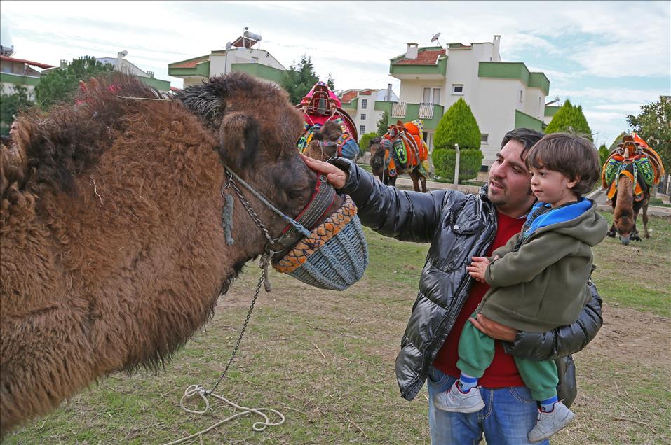 32. Selçuk-Efes Deve Güreşi Festivali
