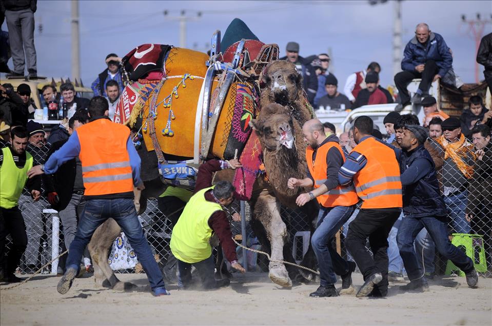 Develerin güreşinde ezilmekten son anda kurtuldu