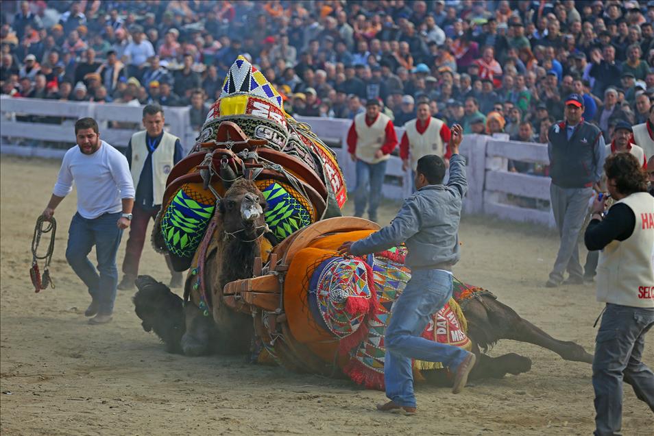 32. Selçuk-Efes Deve Güreşi Festivali