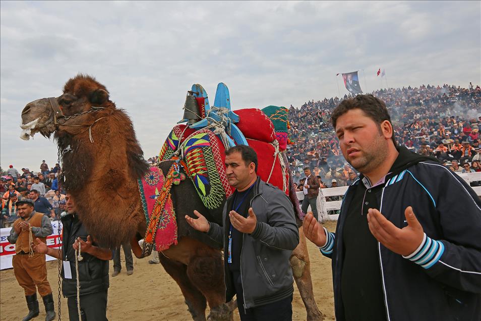 32. Selçuk-Efes Deve Güreşi Festivali