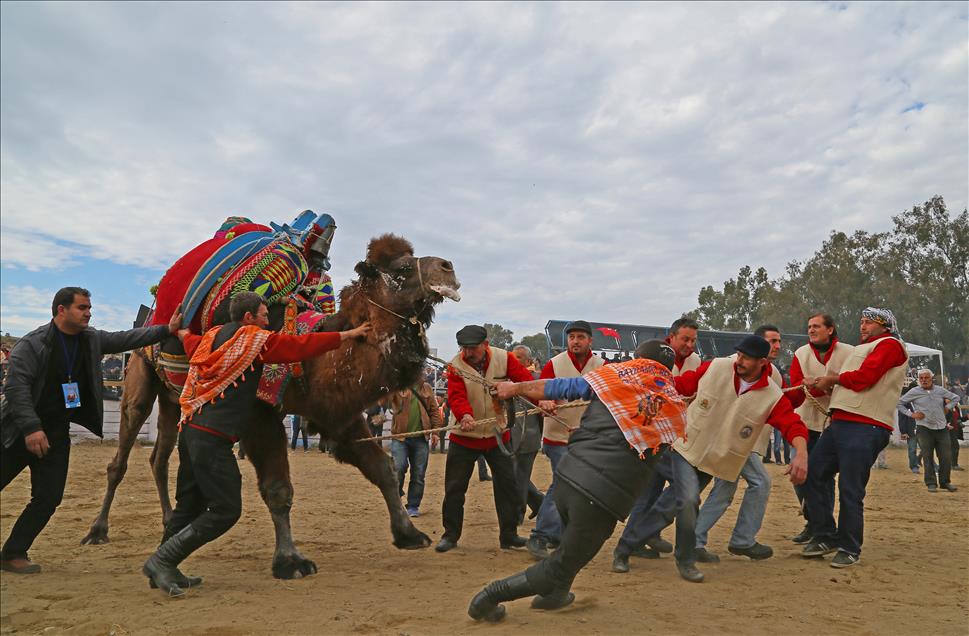 32. Selçuk-Efes Deve Güreşi Festivali