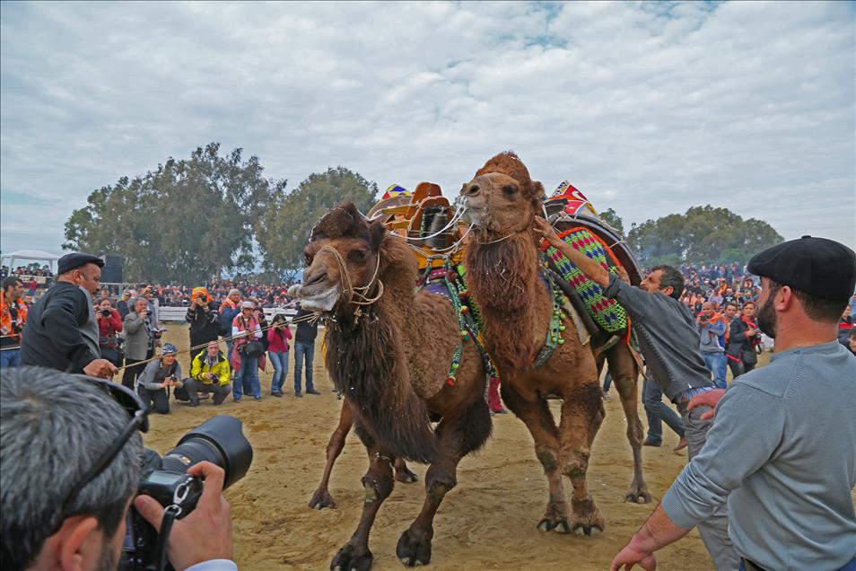 32. Selçuk-Efes Deve Güreşi Festivali