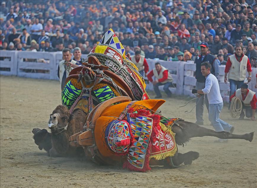 32. Selçuk-Efes Deve Güreşi Festivali