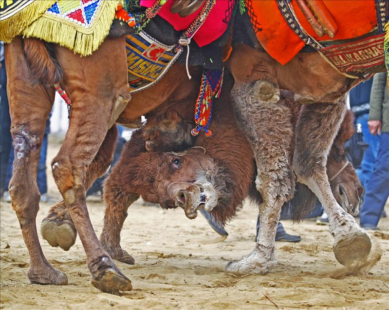 32. Selçuk-Efes Deve Güreşi Festivali