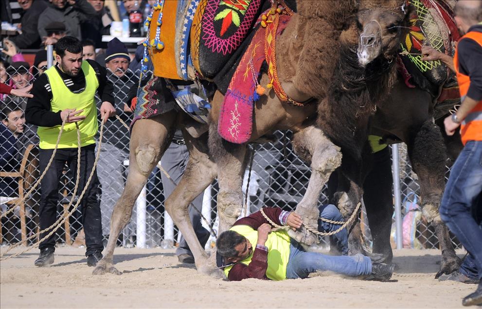 Develerin güreşinde ezilmekten son anda kurtuldu