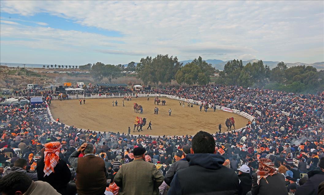 32. Selçuk-Efes Deve Güreşi Festivali