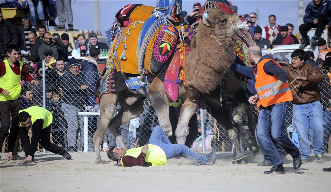 Develerin güreşinde ezilmekten son anda kurtuldu
