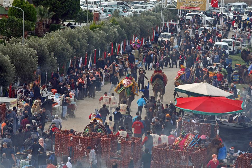 32. Selçuk-Efes Deve Güreşi Festivali